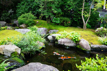 日本庭園の池の鯉