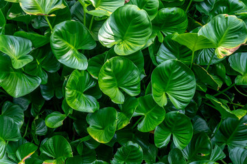 Lush green foliage in a tropical garden