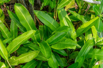 Obraz premium Lush green foliage in a tropical garden