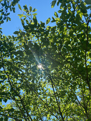 leaves and sun