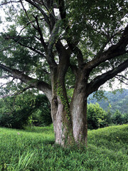 Fototapeta na wymiar old tree in the field 2