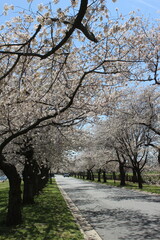 Beautiful Vertical Pink Cherry Blossoms Trees Washington DC