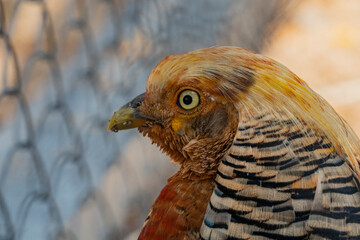 The golden pheasant is a bird of the collared pheasant genus. One of the brightest representatives of the pheasant family. This beautiful bird is native to western China.