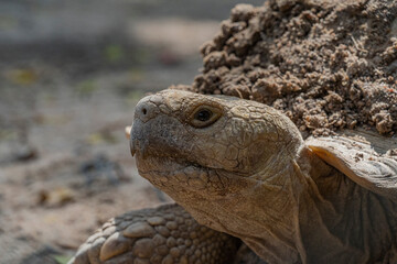 Turtles are one of the four modern orders of reptiles. Contains about 328 modern species, grouped into 14 families and two suborders. Turtle fossils have been traced back over 220 million years.