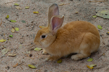 The domestic rabbit is a domesticated variety of the wild (European) rabbit. Domestic rabbits differ from their wild ancestors in the variety of sizes, colors, and coat structure.