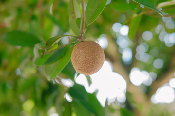 Sapodilla fruit on the tree