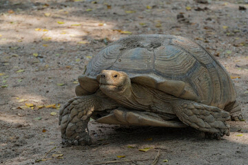 Turtles are one of the four modern orders of reptiles. Contains about 328 modern species, grouped...