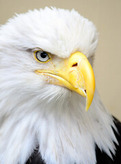 Blad Eagle close up with a broken beak