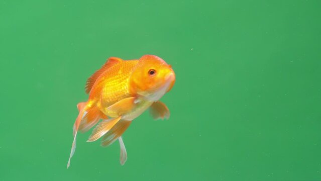 Gold Fish On Green Screen Background
