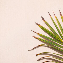 A palm leaf against a light pink/peach wall background with copy space. 