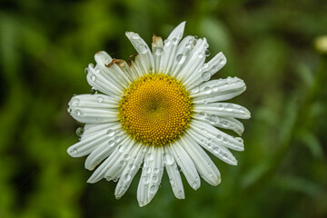 Obraz premium daisy flower