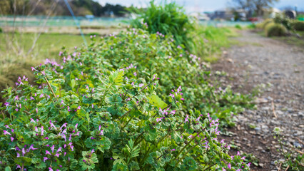 ホトケノザ（Lamium amplexicaule）が咲く田舎道／シソ科【春の七草】