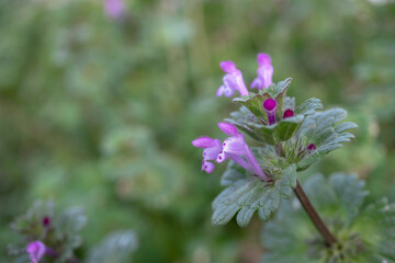 ホトケノザ（Lamium amplexicaule）の花をクローズアップ／シソ科【春の七草】