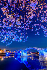 ライトアップされた桜と錦帯橋　山口県岩国市　Illuminated cherry blossoms and Kintaikyo Bridge. Yamaguchi-ken Iwakuni city.