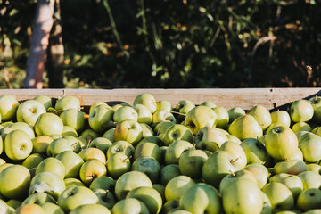 Close up of wooden apple bins full of green picked apples.