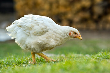 Hen feed on traditional rural barnyard. Close up of chicken standing on barn yard with green grass. Free range poultry farming concept.