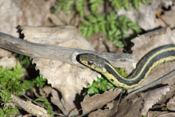 Common garter snake
