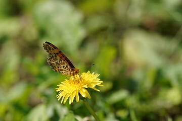 butterfly on a flower