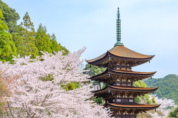桜と瑠璃光寺五重塔　山口県山口市　Sakura and Rurikoji Five-storied Pagoda....