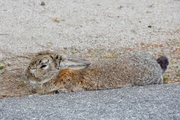 広島県竹原市大久野島のアナウサギ © umaruchan4678