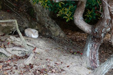 広島県竹原市大久野島のアナウサギ