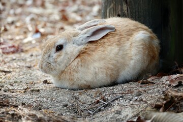 広島県竹原市大久野島のアナウサギ