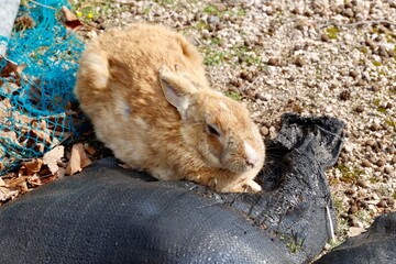 広島県竹原市大久野島のアナウサギ © umaruchan4678