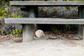 広島県竹原市大久野島のアナウサギ © umaruchan4678