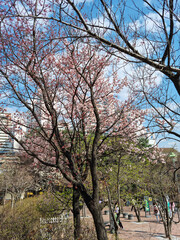 Pink cherry blossom(Cherry blossom, Japanese flowering cherry) on the Sakura tree. 