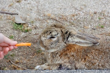 広島県竹原市大久野島のアナウサギ © umaruchan4678