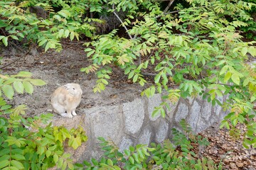 広島県竹原市大久野島のアナウサギ
