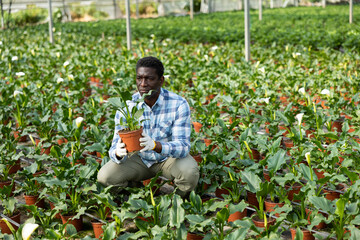 Fototapeta premium Farm worker carefully looks at plants and flowers while caring for them in a greenhouse.