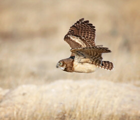 burrowing owl out in nature