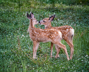 fawn running through a meadow of wildflowers