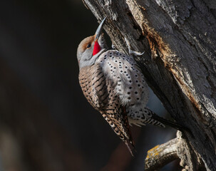 red shafted northern flicker in nature