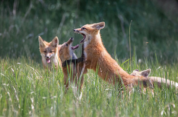 baby fox kits playing in a meadow