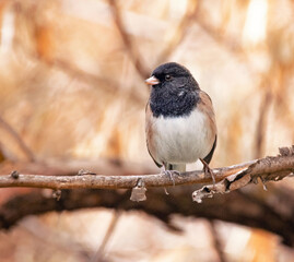 Dark eyed junco sitting on a branch
