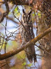Obraz premium long eared owl in the forest