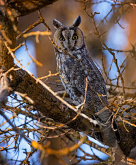long eared owl in the forest