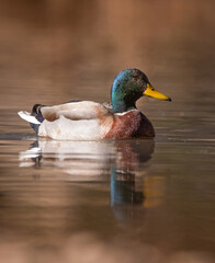 Beautiful mallard photo in a natural environment