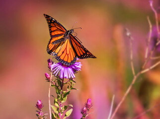 monarch butterfly out in nature