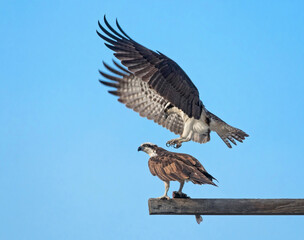 beautiful photo of an osprey in nature