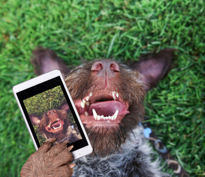 german wire haired griffon out in nature on his back in the grass with his tongue hanging out of the side of his wet mouth taking a selfie