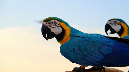 Blue and gold macaw on tropical beautiful beach and sea.