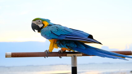 Blue and gold macaw on tropical beautiful beach and sea.