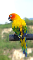 Colourful parrot perching on branch.