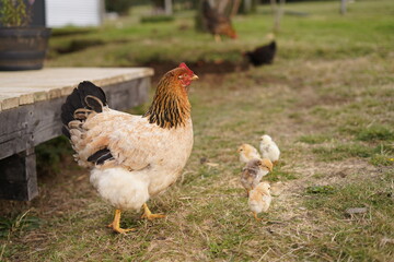 Gallina y sus pollos