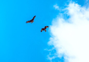 Fototapeta na wymiar birds fly in the blue sky