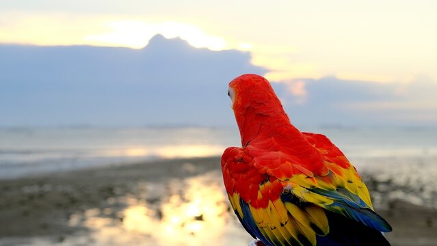 Selective focus red and blue macow parrot birds on the beach with sunset background.