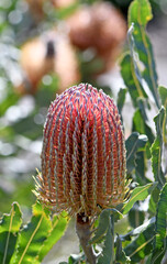 Pink orange flower head and grey green serrated leaves of the Australian native Firewood Banksia, Banksia menziesii, family Proteaceae. Endemic to Western Australia. 